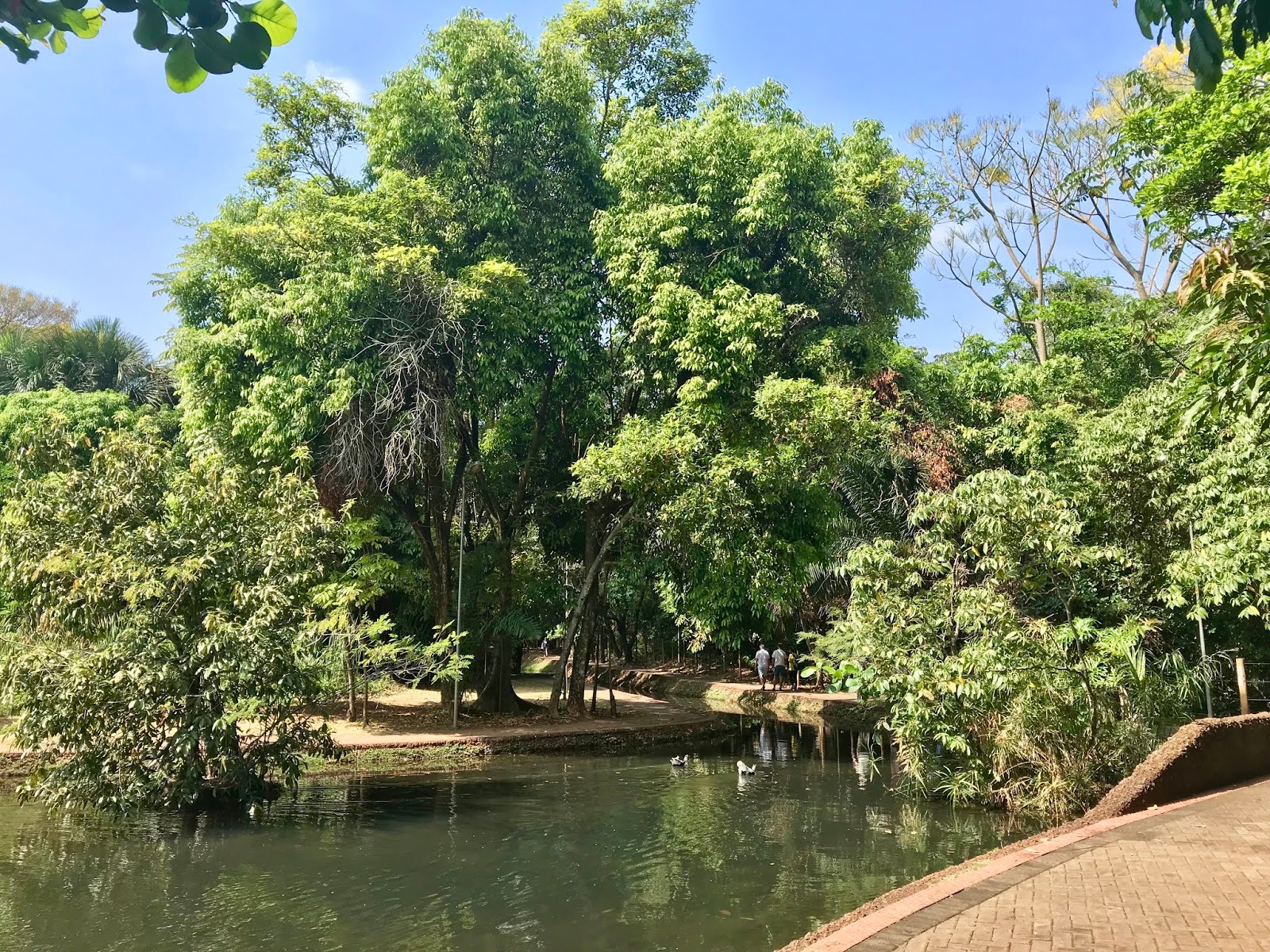 Bosque dos Buritis em Goiânia (GO) Áreas Verdes das Cidades Guia de Parques
