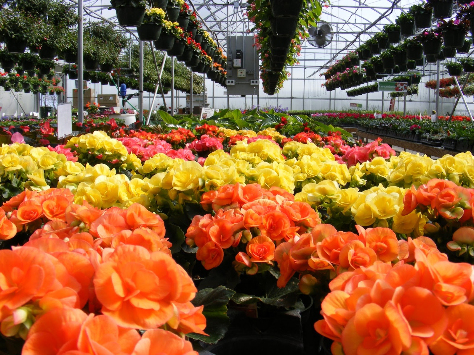 Sunnyside Greenhouses Greenfield, IN More pictures from the greenhouse!