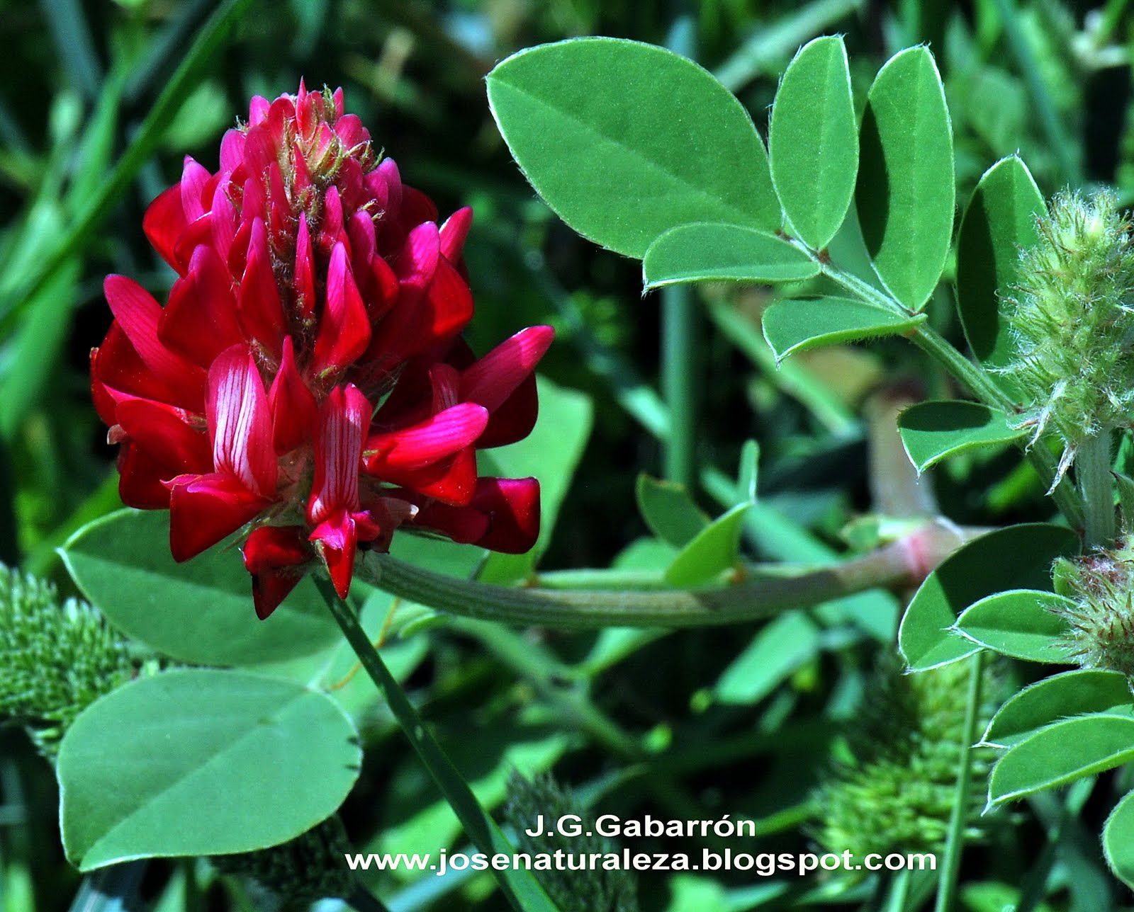 Sulla 5000 Semi Agricoltura Semi Di Sulla (Hedysarum Coronarium) - 5.000 Semi Per Coltivazione, Foraggio O Fiori Semi Piante Mellifere - Foto 4