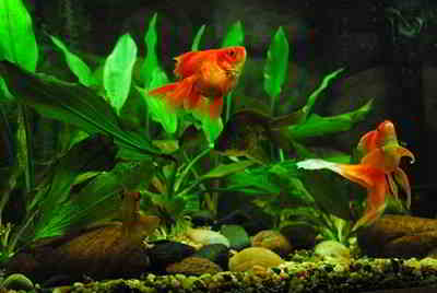 Gambar Aquarium Ikan Hias Air Tawar Model Terbaru Cara Ternak Ikan