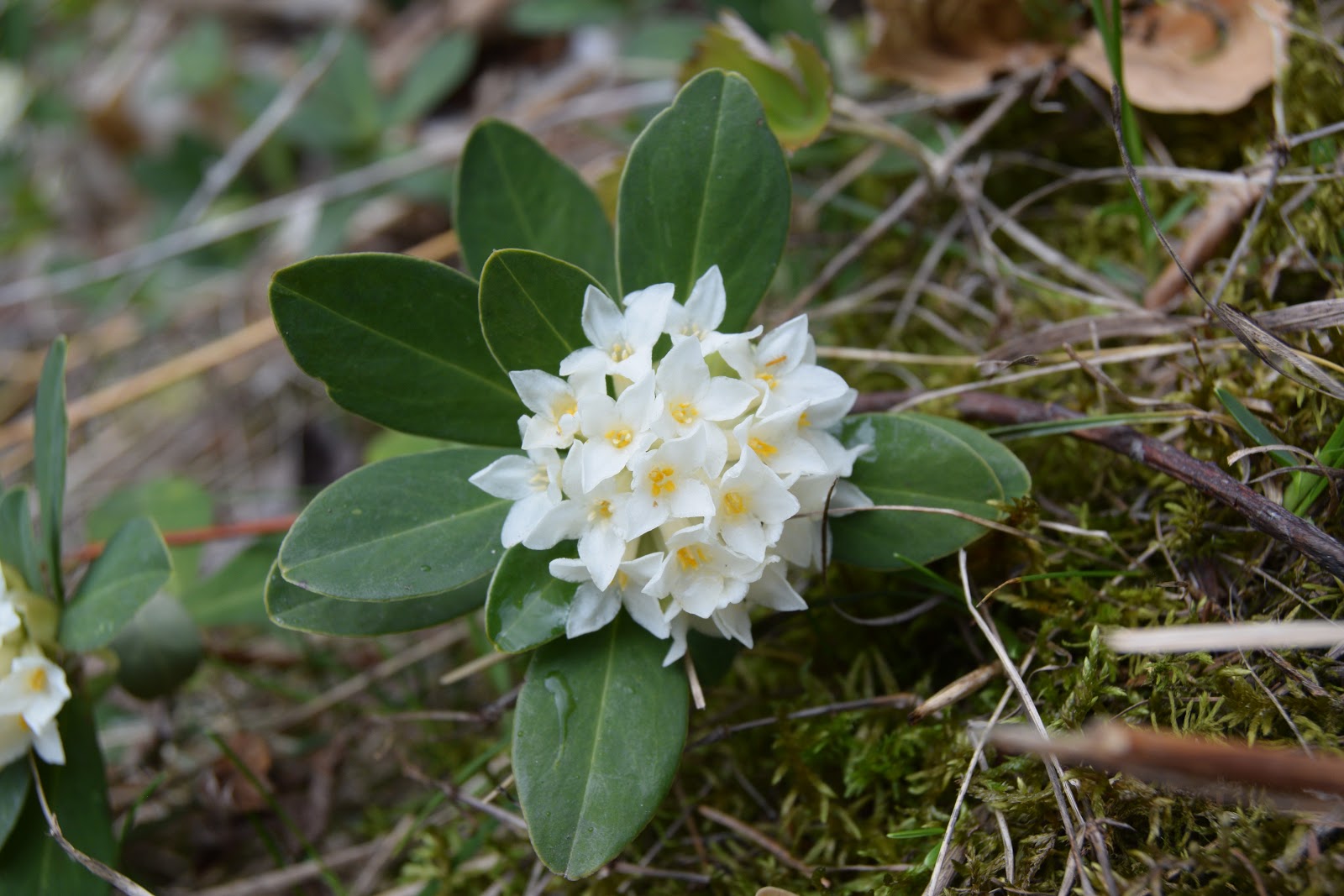 defense Misunderstanding dozen Frumusetile naturii: Iedera alba (Daphne blagayana)