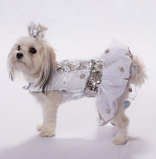 DOG AIO Beautiful dressed dog.