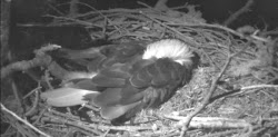 eagles sleep sleeping eagle nest night jungle rules during animal