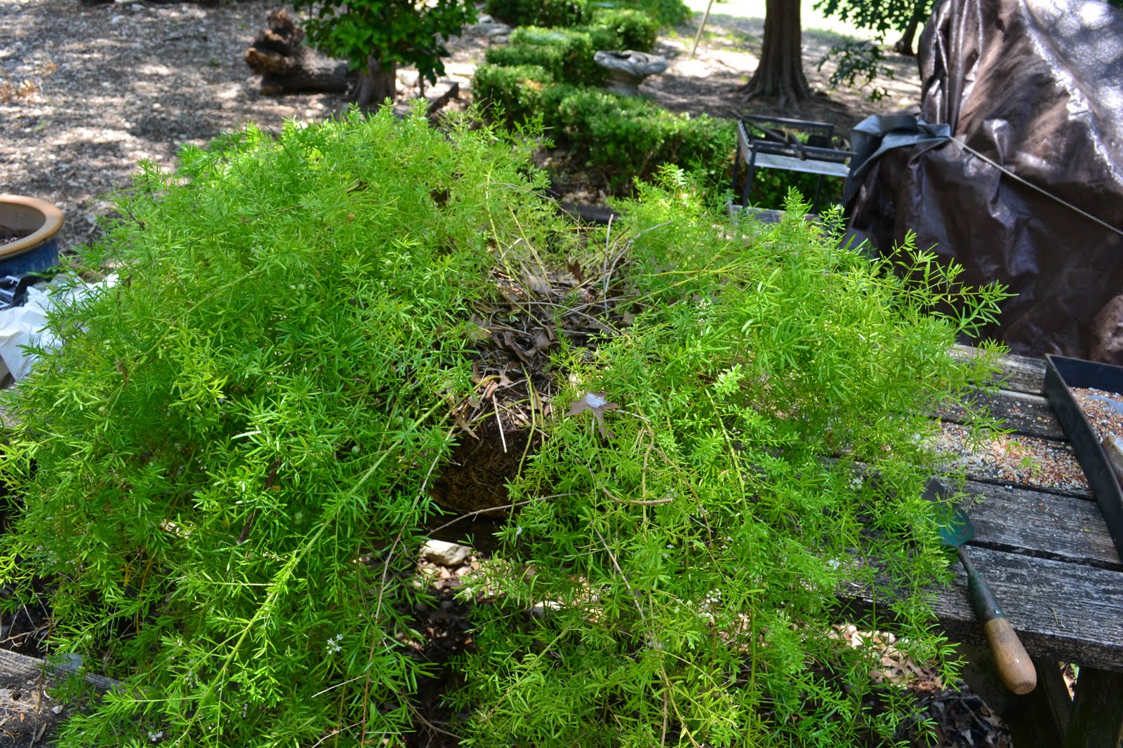 A Southwest Gardener's Journal Repotting 101Asparagus Fern