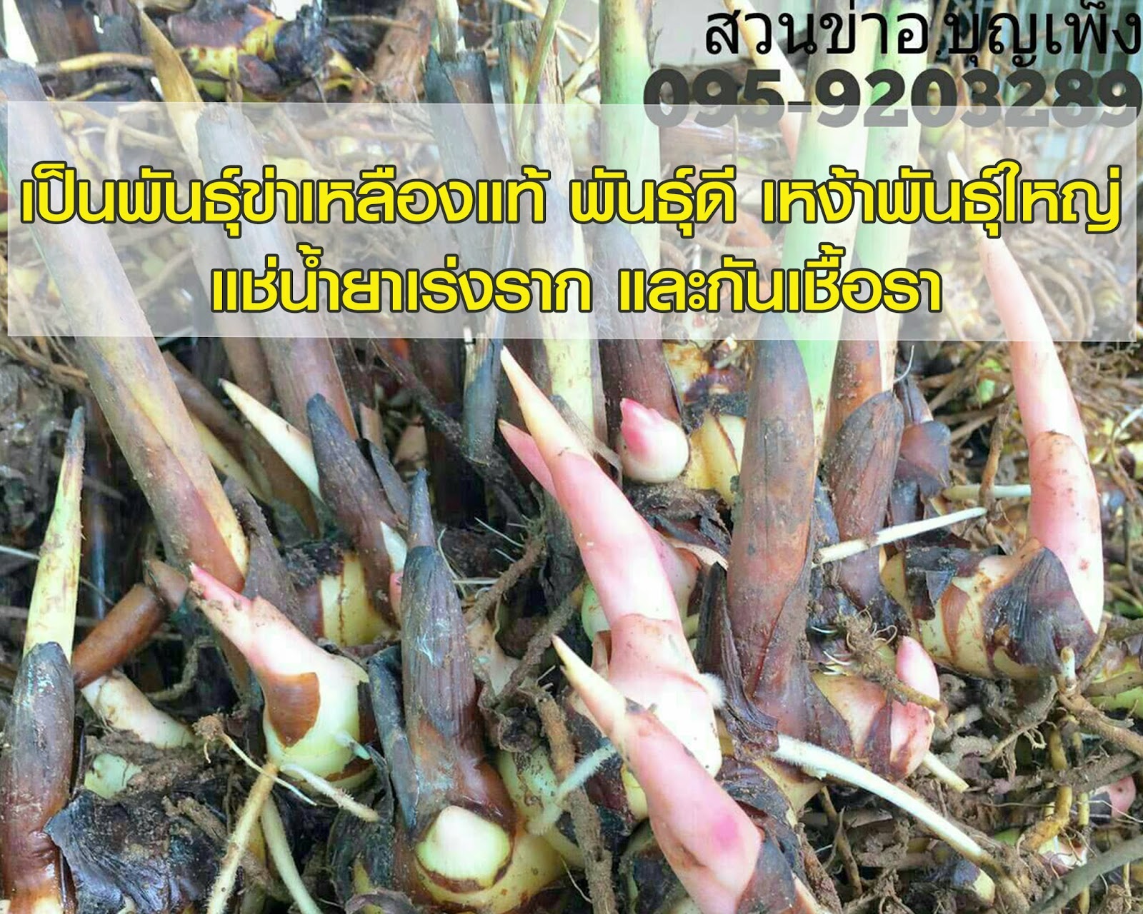 ขายต้นพันธุ์ข่าเหลืองและรับซื้อข่าเหลืองอ่อน-แก่จำนวนมาก: สวนข่าเหลือง ...
