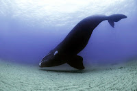 Deniz zeminine yaklaşmış bir balina