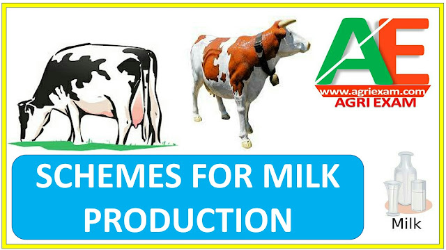 Schemes for promoting milk production