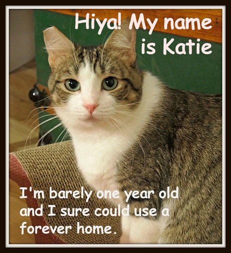 Katie needs a home