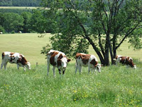 Troupeau de génisses Montbéliardes