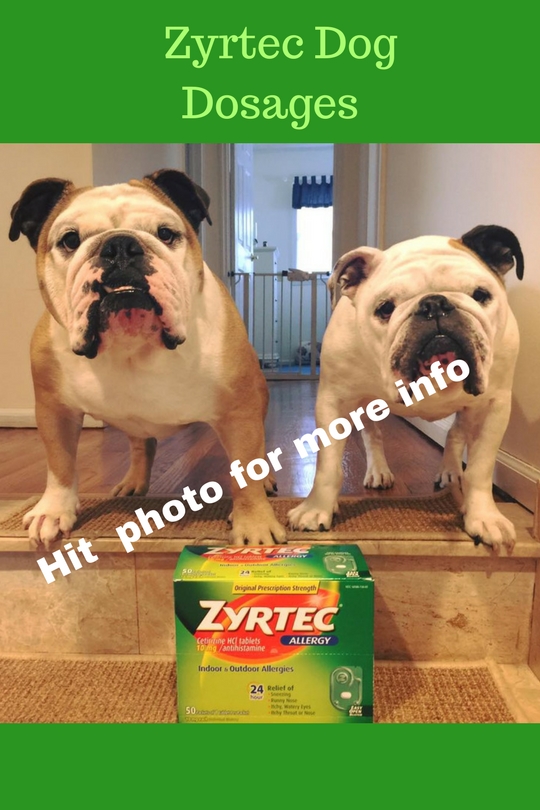 how to give a dog zyrtec