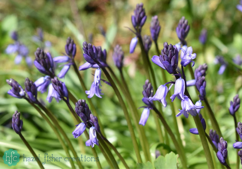Things I Love About Spring, bluebells in my garden -hazelfishercreations Things I Love About Spring, bluebells in my garden -hazelfishercreations