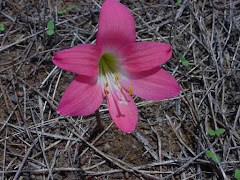 As belas flores que brotam do solo seco da caatinga