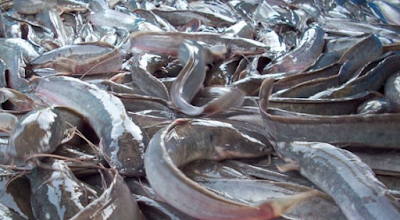 Jenis Jenis Ikan Konsumsi Dan Gambarnya Ikan Lele Jenis Jenis Ikan Konsumsi Dan Gambarnya