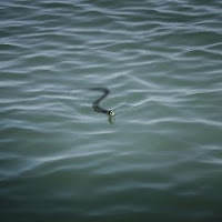balaton su yılanı