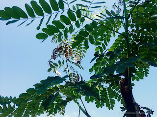 Fresh Green Moringa Oleifera Plant Leaves In The Field At Banjar Kuwum, Ringdikit, North Bali, Indonesia