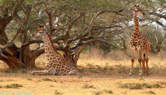 10 Tempat Wisata Tersembunyi Di Afrika Selatan Yang Wajib Anda Kunjungi Ndumo Game Reserve