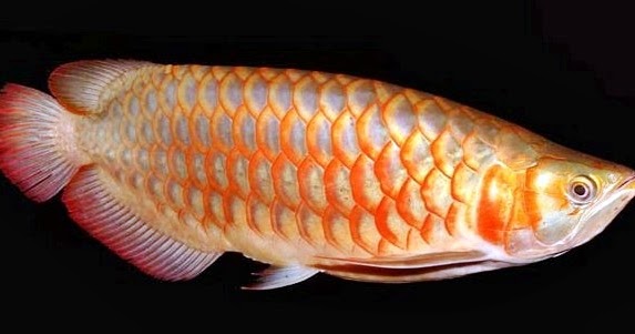 100+ Wallpaper Bergerak Ikan Nemo HD Terbaik 100+ Wallpaper Bergerak Ikan Nemo HD Terbaik