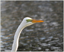 swim fly bird pick warbler tweets egret breeding plumage sporting its face