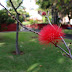 a flower to the flower Mafalda