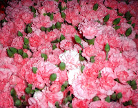 Bunga Carnation