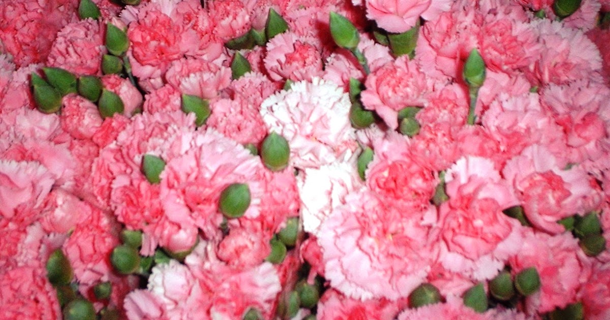 Bunga Carnation (Anyelir) Kecantikan Yang Tak Tertahankan - Toko Bunga ...