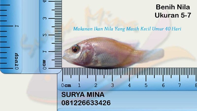 Gambar Makanan Ikan Nila Yang Masih Kecil Umur 40 Hari