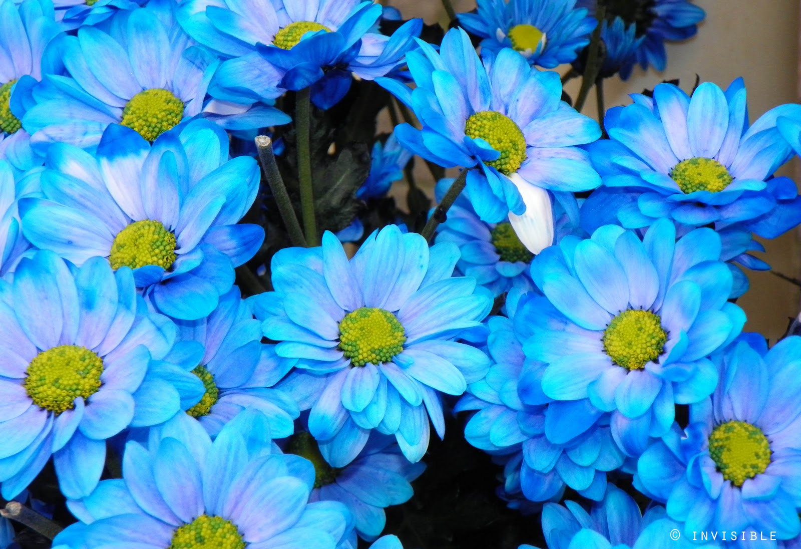 Invisible SLG Photos Margaritas azules Día de Europa