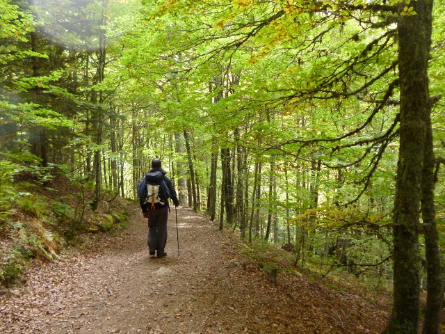 Bosque de hayas cbaña de soques