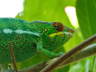 Furcifer pardalis - Caméléon panthère - Endormi Furcifer pardalis - Caméléon panthère - Endormi