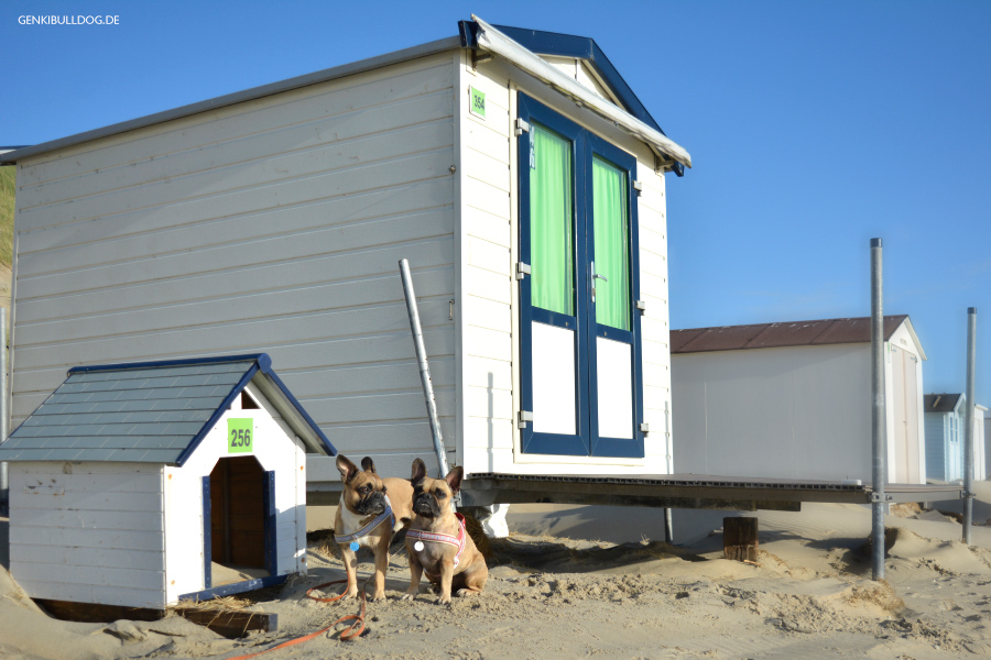 Texel Strandhaus Nr. 256 für Hunde Texel Strandhaus Nr. 256 für Hunde