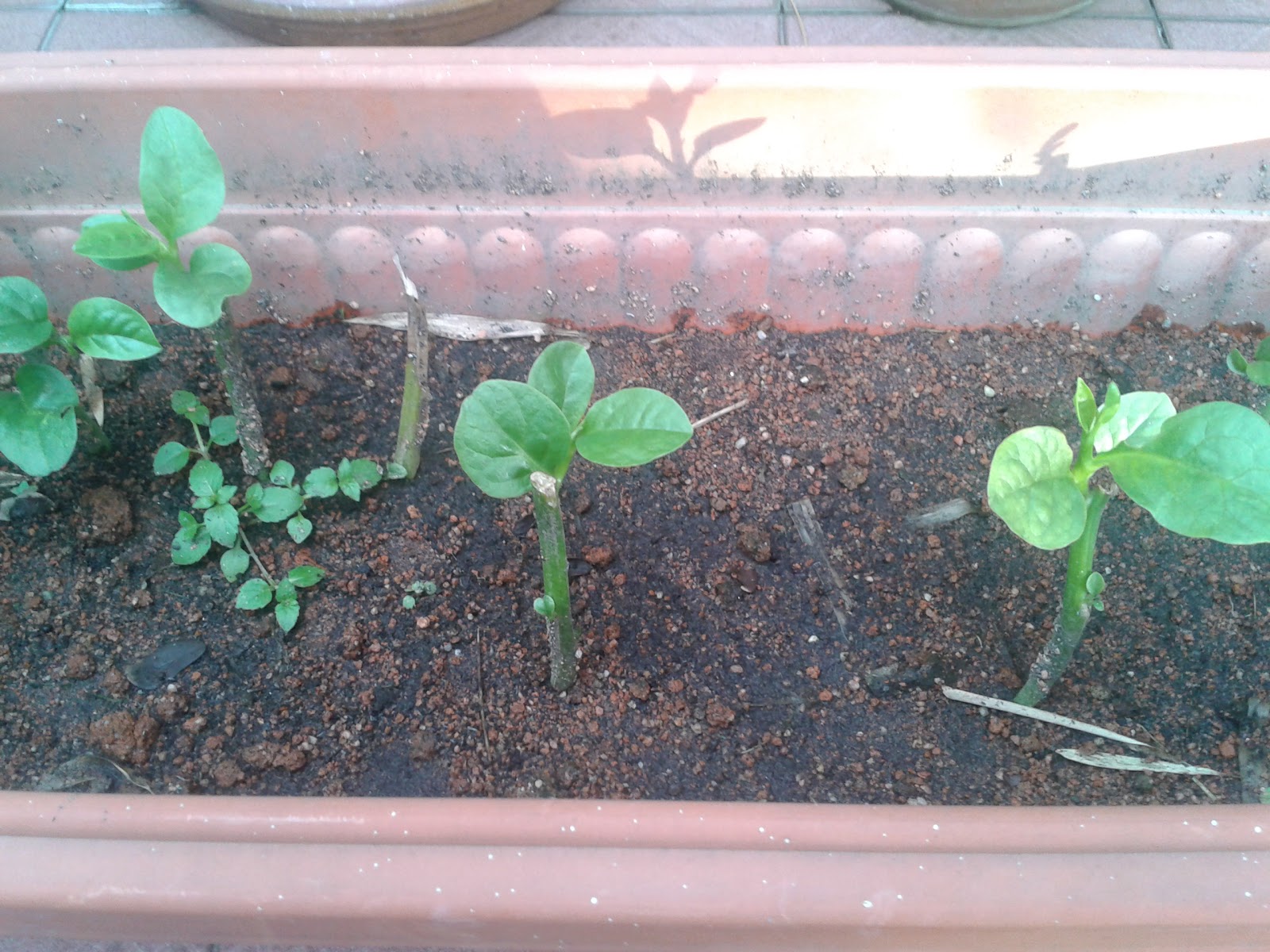 May 2012 Parenting Times