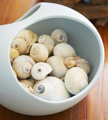 shell collection in bowl