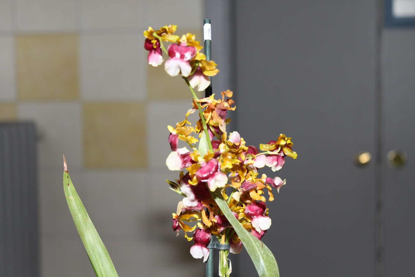 Le mie Orchidee Cambria