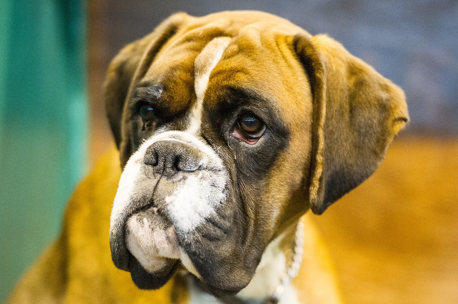 Pedigree Dogs Exposed - The Blog: CRUFTS 2017: Boxer noses