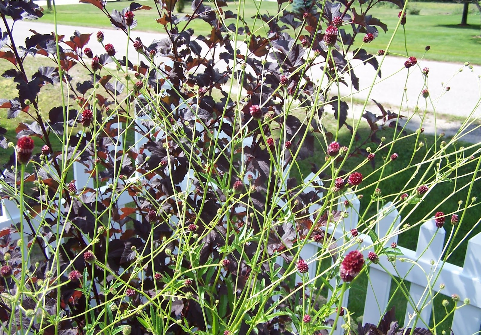 Perennial Passion Japanese Bottlebrush Finally Blooms!