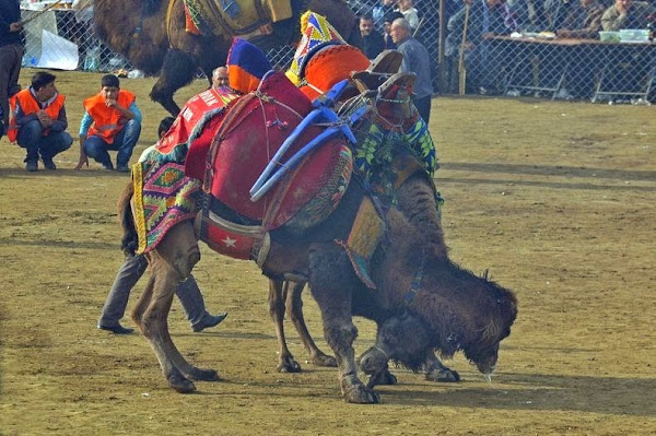 مصارعة الجمال في تركيا من اغرب الرياضات حول العالم