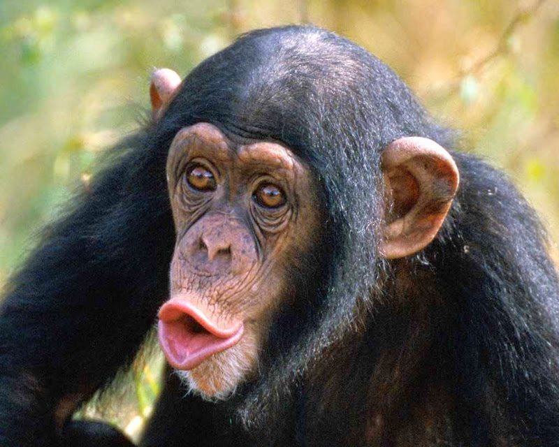 surprised chimp