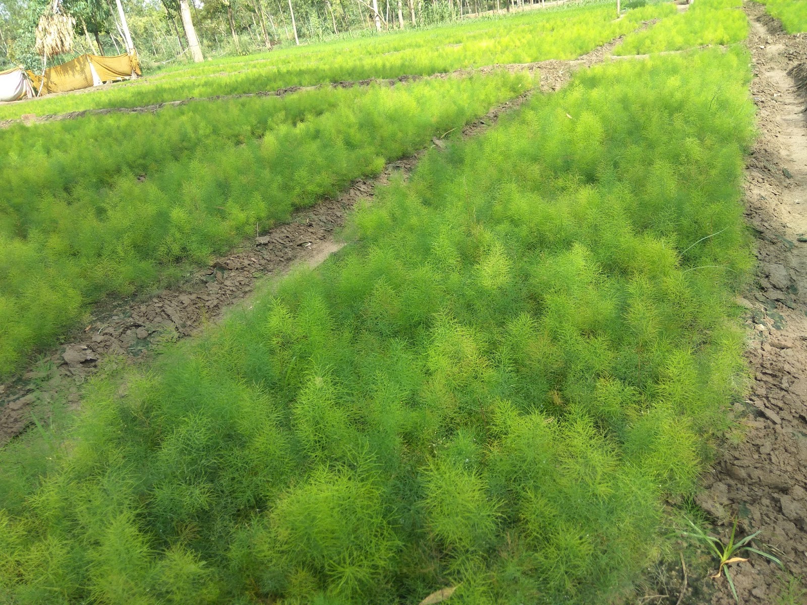 Yellow nepali shatavari ( wild asparagus racemosus ) farming Yellow