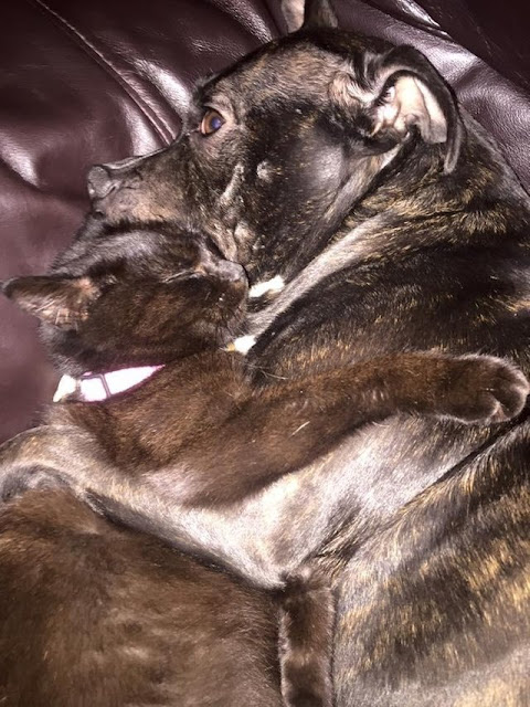 Our dogs reaction to seeing our cat who had been M.I.A for 24 hours!! She stayed there with her for over 2 hours Our dogs reaction to seeing our cat who had been M.I.A for 24 hours!! She stayed there with her for over 2 hours