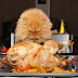 Quite fantastic famous kittens
