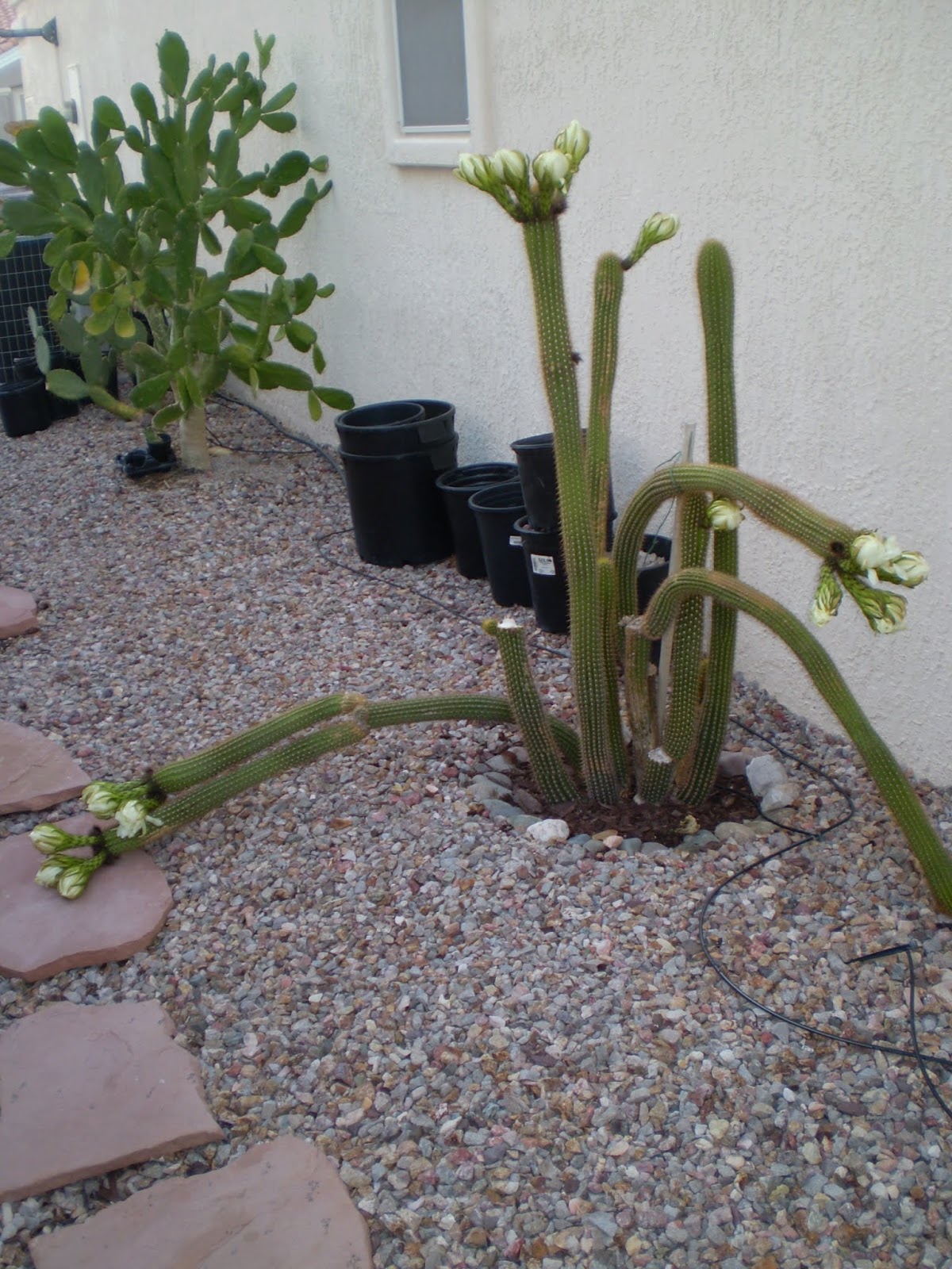 Xtremehorticulture of the Desert Cactus Can Grow Too Fast if Given the