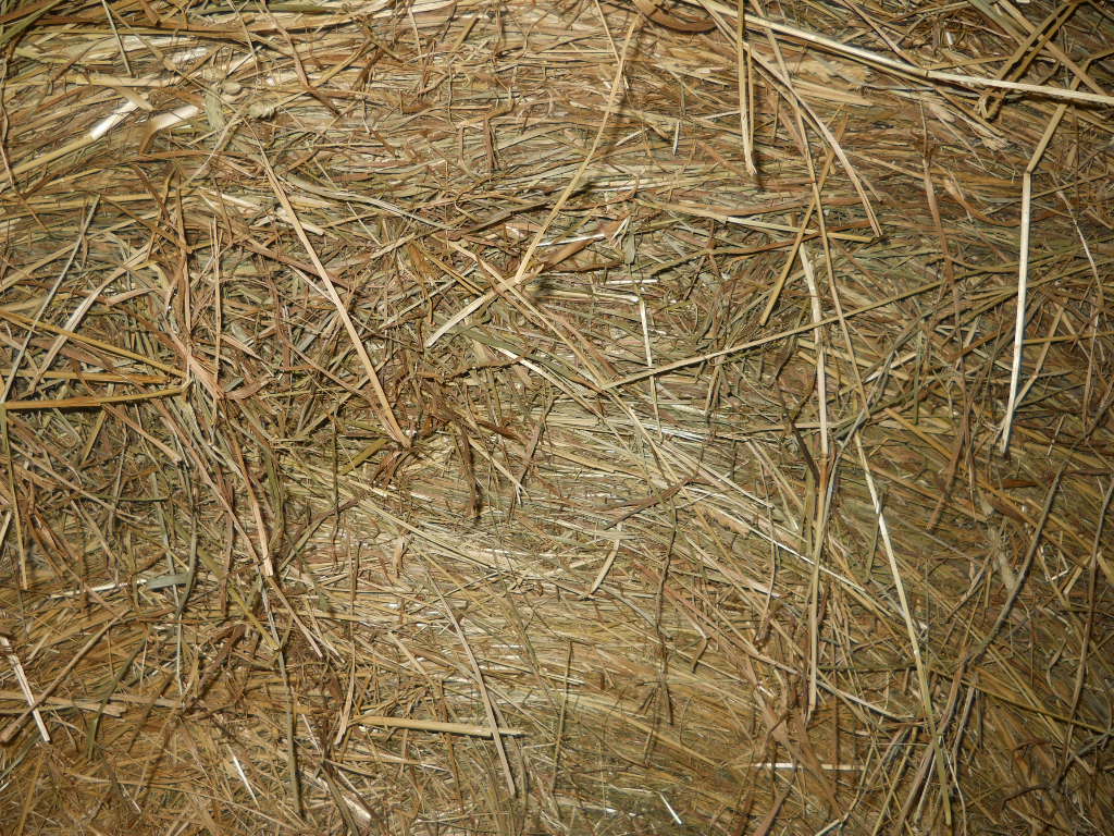 White House Farms Horse Hay for Today!