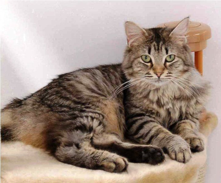 43+ Gambar Kucing Persia Medium Short Hair