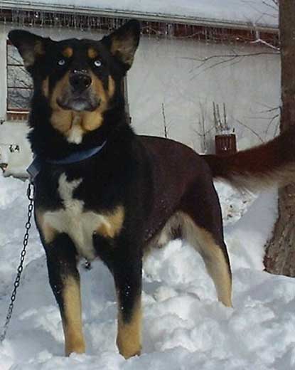 Siberian Husky Rottweiler Mix 2025