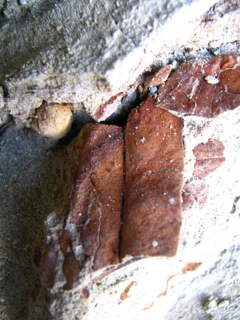 Fossilized leaf and seed on the polymictic river gravels of the ancient Yumuri river