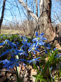 Petites fleurs bleues échappées des jardins Petites fleurs bleues échappées des jardins