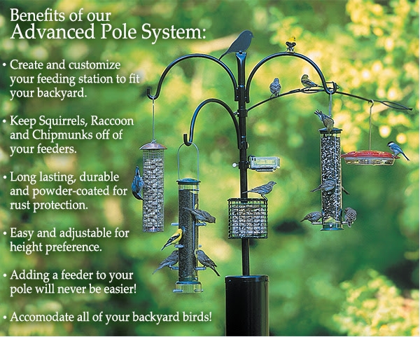 Feedthebirds 1 Heavy Duty Raccoon Proof Bird Feeder Pole