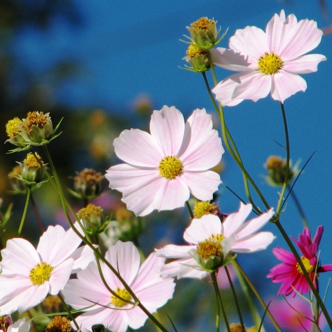 Pictures Of Beautiful Summer Flowers Pictures Of Beautiful Summer Flowers