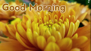 good morning good morning