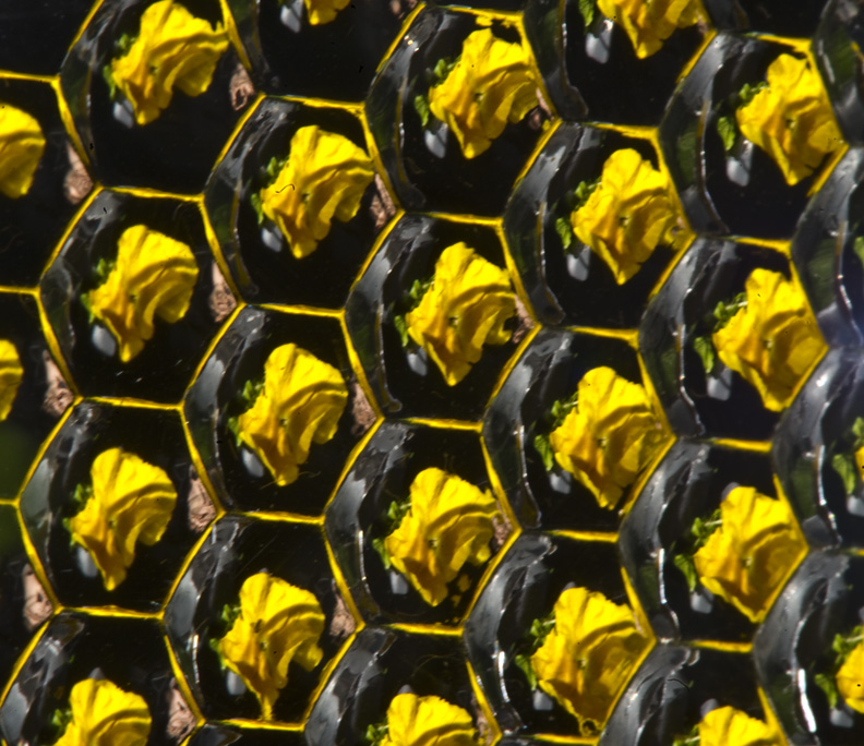 John Couch Photography: Bug’s Eye View